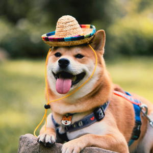 Dogs