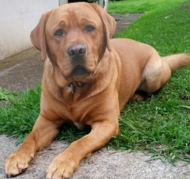 Friendly Labrador Retriever – Loving Home Needed