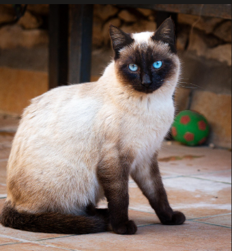 Siamese Kitten “Cookie” – Loving Home Needed